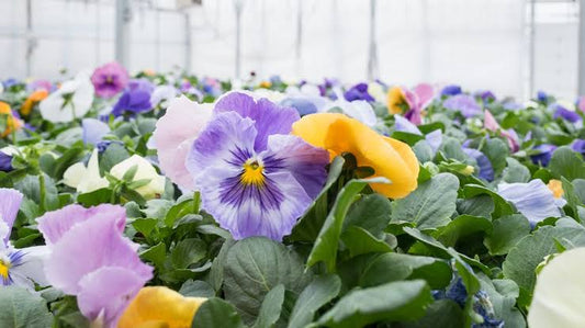Pansies Handdyed Yarn // Dyed to Order